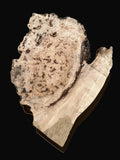 #1384 Maple Burl