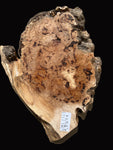 #1384 Maple Burl