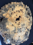 50” Buckeye Burl round