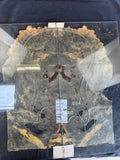#1475 Buckeye burl Instrument set
