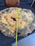 50” Buckeye Burl round