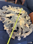 55” Buckeye Burl round