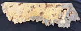 Buckeye Burl