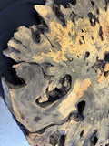 55” Buckeye Burl round