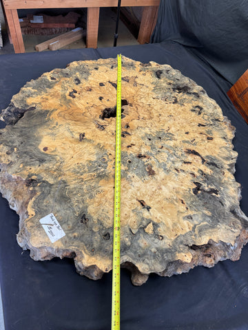 50” Buckeye Burl round