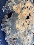 50” Buckeye Burl round