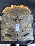 #1476 Buckeye burl Instrument set