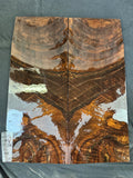 #1909 walnut Instrument set