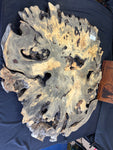 55” Buckeye Burl round