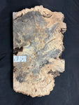 #1208 Buckeye Burl Slab