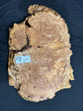 #1231 Maple Burl Plaque