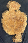 Maple Burl Plaque