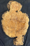 Maple Burl Plaque